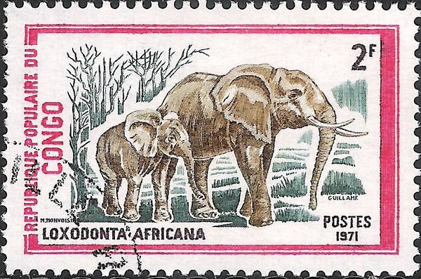 African Elephant (Loxodonta africana)
