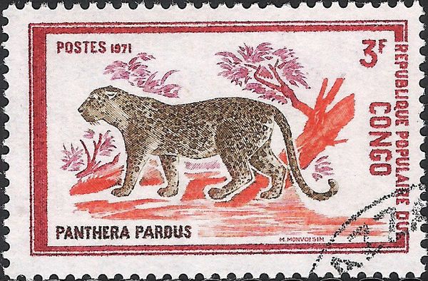 Leopard (Panthera pardus)