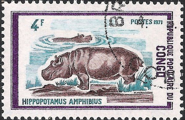 Common Hippopotamus (Hippopotamus amphibius)