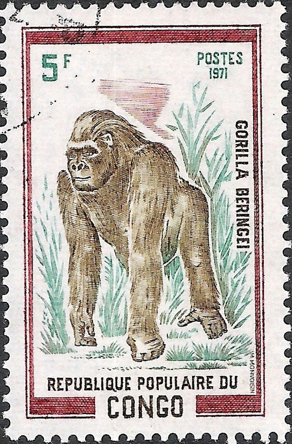 Eastern Gorilla (Gorilla beringei)