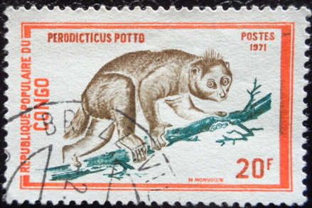 Milne-Edwards's Potto (Perodicticus potto)