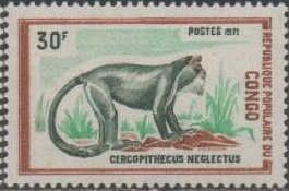De Brazza's Monkey (Cercopithecus neglectus)