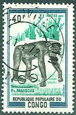 Bonobo (Pan paniscus)