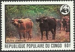 African Forest Buffalo (Syncerus caffer nanus)