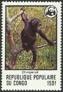 Chimpanzee (Pan troglodytes)