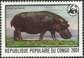 Hippopotamus (Hippopotamus amphibius)