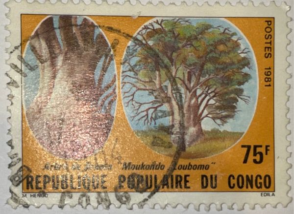 Tree of Brazza