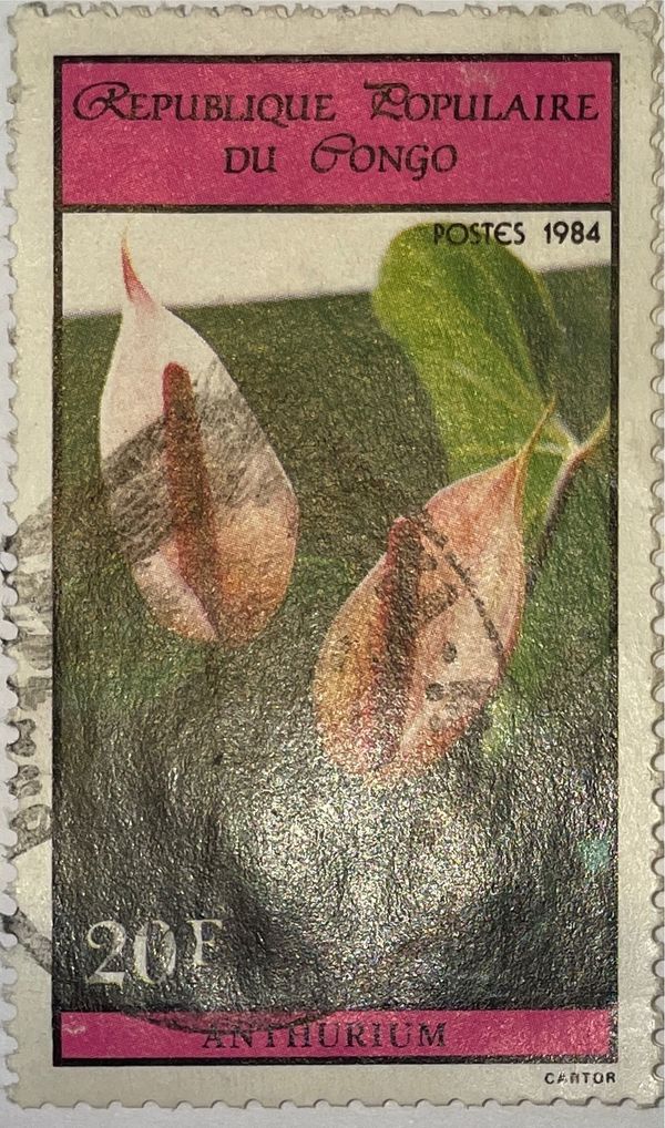Anthurium
