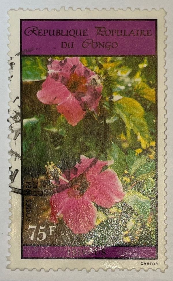 Hibiscus
