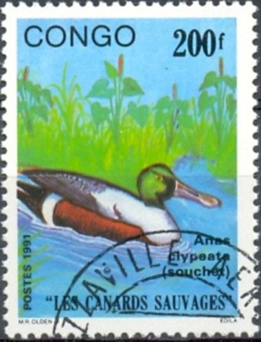 Northern Shoveler (Spatula clypeata)