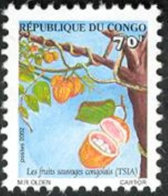 Tsia (Landolphia jumelei)