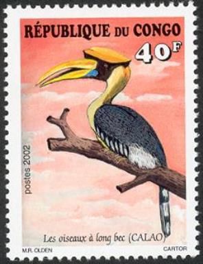 Great Hornbill (Buceros bicornis)