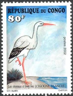 White Stork (Ciconia ciconia)