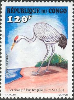 Common Crane (Grus grus)