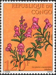 Muflier (antirrhinum)