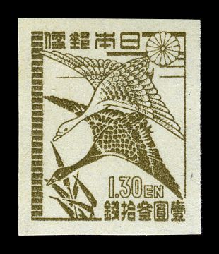 Wild Geese (Anser sp.)