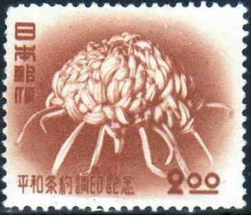 Chrysanthemum
