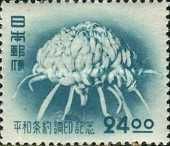 Chrysanthemum