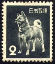 Dog, Akita Inu (Canis Lupus Familiaris)