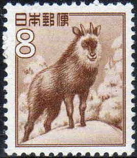 Japanese Serow (Capricornis crispus)