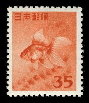 Goldfish (Carassius auratus)