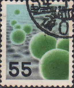 Marimo Moss Balls (Aegagropila Linnaei)