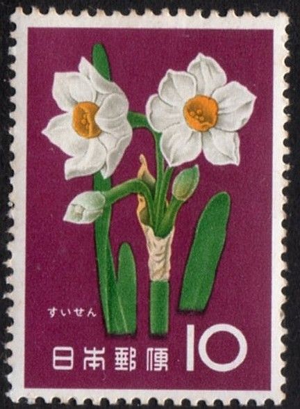 Daffodil (Narcissus tazetta)