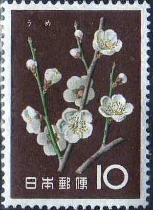Japanese Apricot (Prunus mume)