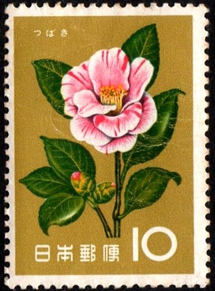 Camellia (Camellia japonica)