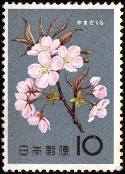 Japanese Cherry (Prunus serrulata)
