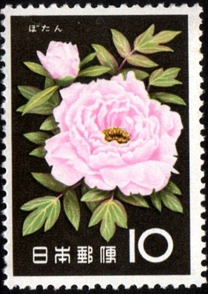 Tree Peony (Paeonia suffruticosa)