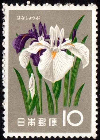 Japanese Iris (Iris ensata)