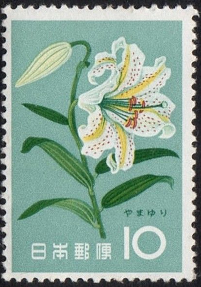 Golden-rayed Lily (Lilium auratum)
