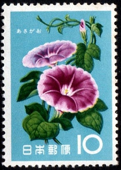 Japanese Morning Glory (Ipomoea nil)