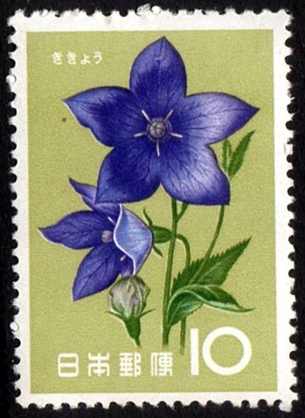 Chinese Bellflower (Platycodon grandiflorus)