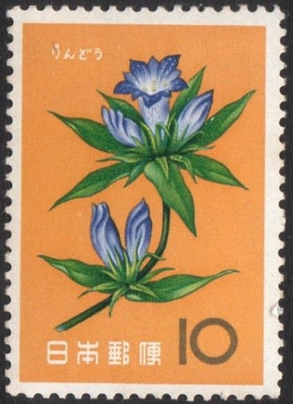 Gentian (Gentiana scabra)