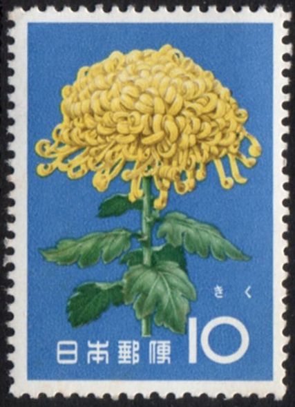 Chrysanthemum (Chrysanthemum morifolium)