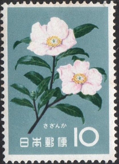 Christmas Camellia (Camellia sasanqua)