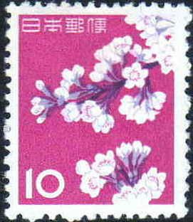Cherry Blossoms (Prunus x yedoensis)