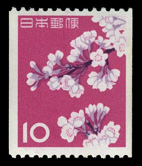 Cherry Blossoms (Prunus x yedoensis)