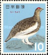 Japanese Rock Ptarmigan (Lagopus mutus japonicus)