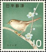Japanese Bush Warbler (Horornis diphone)