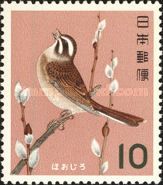 Siberian Meadow Bunting (Emberiza cioides)