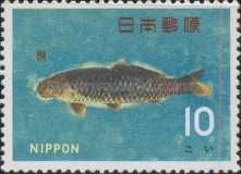 Common Carp (Cyprinus carpio)