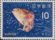 Red Seabream (Pagrus major)