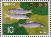 Ayu Sweetfish (Plecoglossus altivelis)