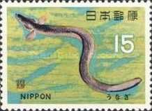 Japanese Eel (Anguilla japonica)