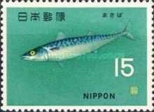 Pacific Chub Mackerel (Scomber japonicus)