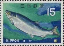 Chum Salmon (Oncorhynchus keta)