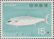 Japanese Amberjack (Seriola quinqueradiata)